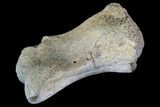 Unidentified Dinosaur Toe Bone - Hell Creek Formation #88750-2